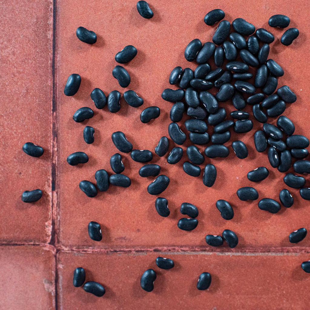 Mexican Black Beans - Rainbow Plant Life