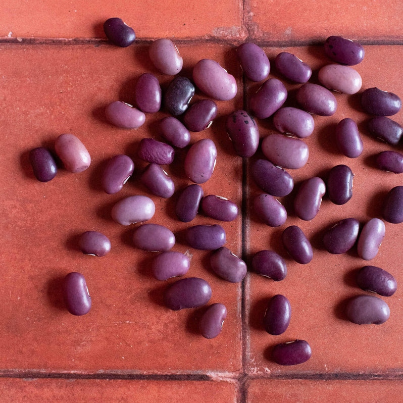 Primary Beans Ayocote Morado beans