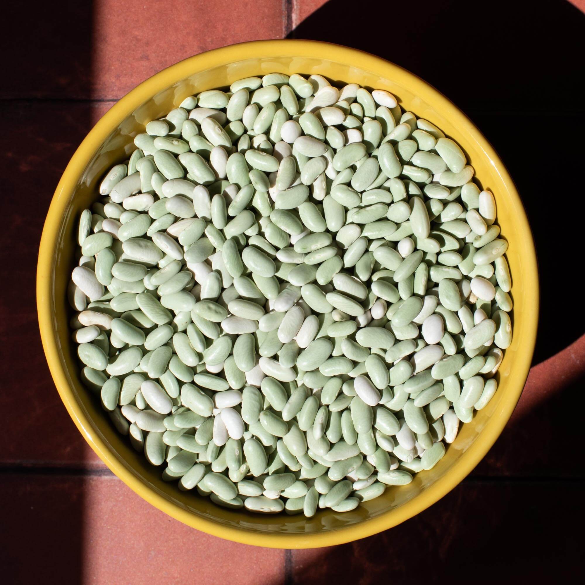 Primary Beans Organic Flageolet beans sun