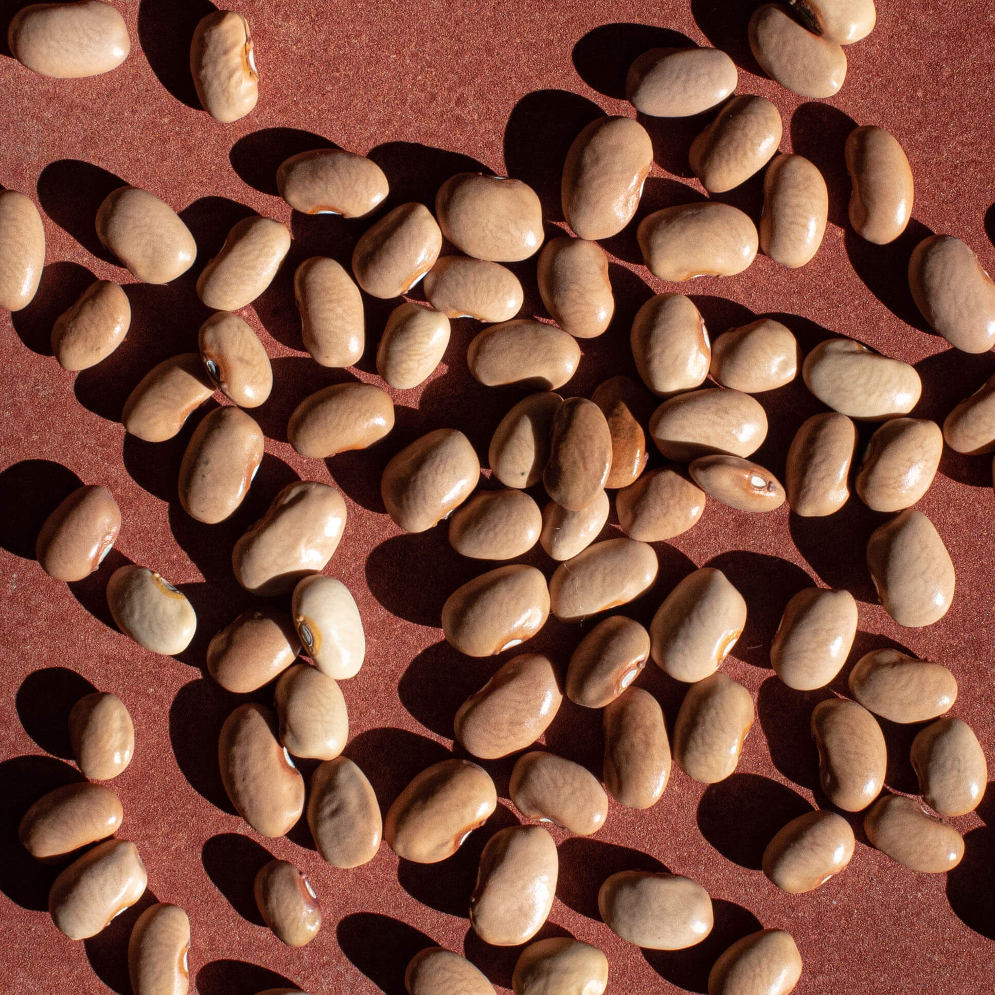 Primary Beans Organic Bayo beans dried