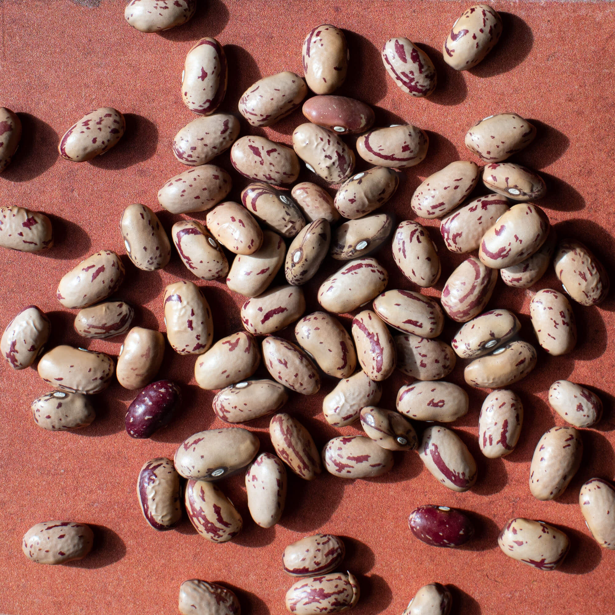 Primary Beans Cranberry beans