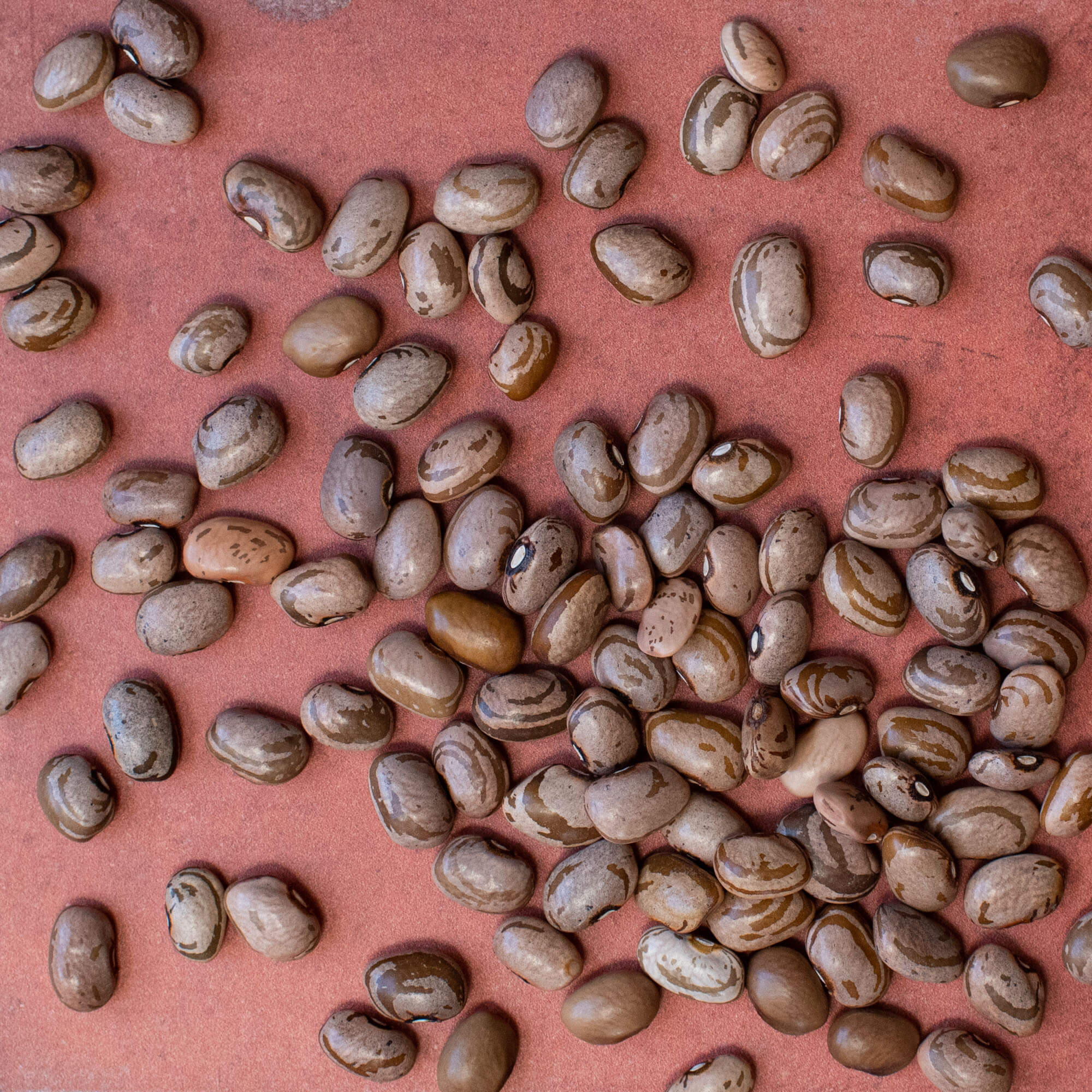 Primary Beans Organic Ojo de Cabra beans
