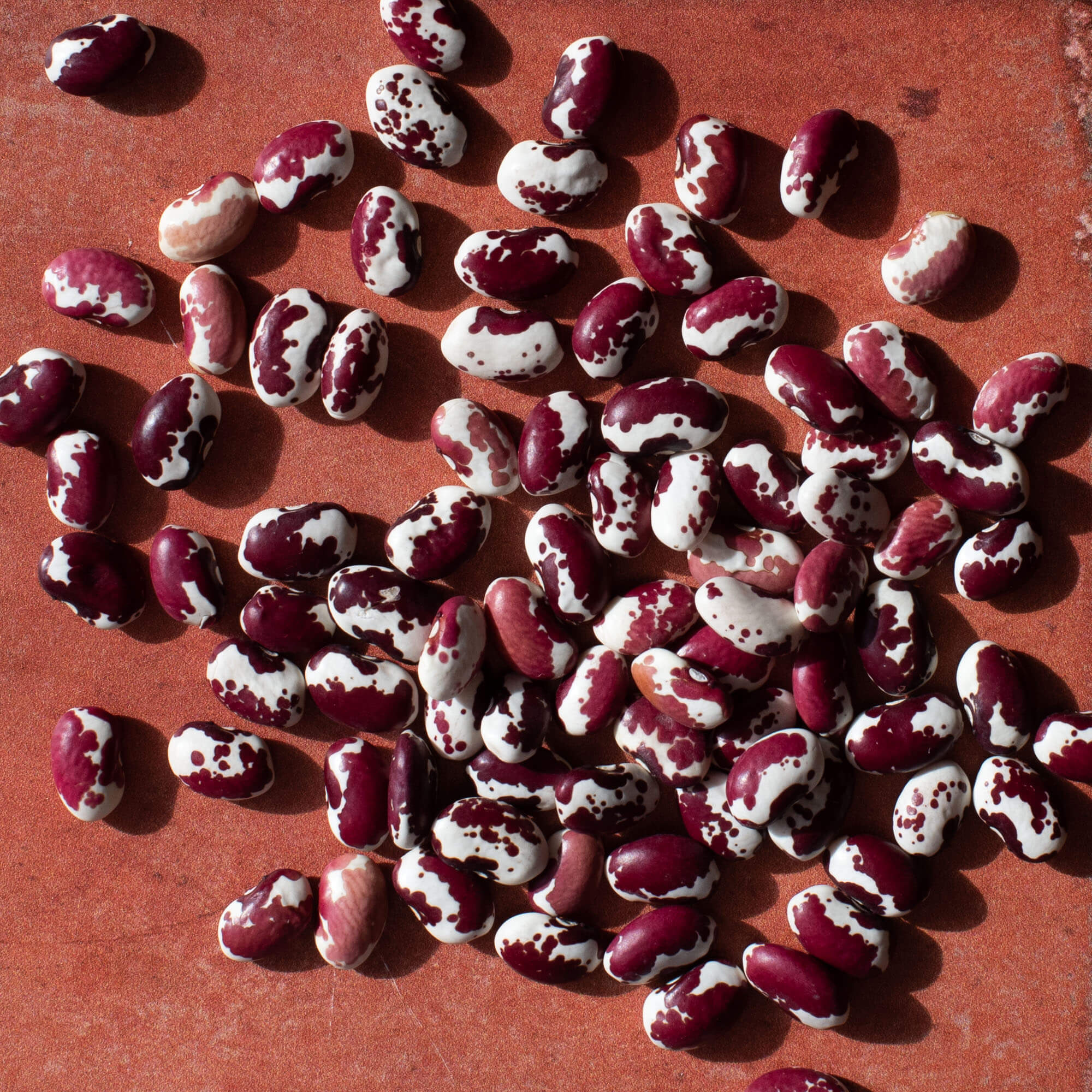 Primary Beans Organic Southwest Red beans